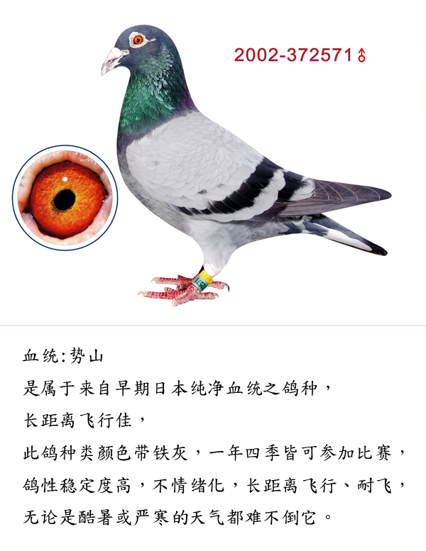 势山571_台湾宏桥企业-中信网爱鸽商城