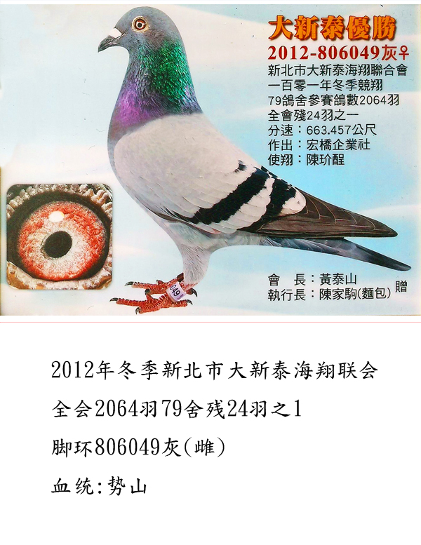 信鸽特征