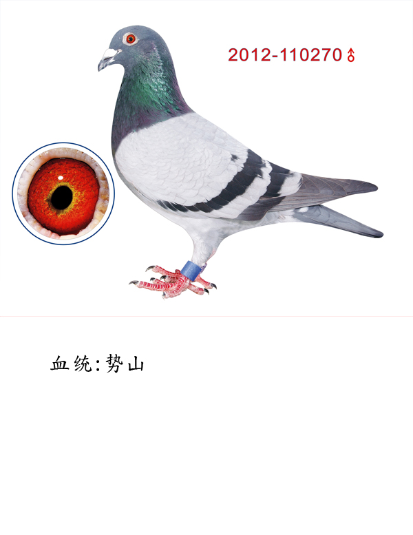 势山270_台湾宏桥企业-中信网爱鸽商城