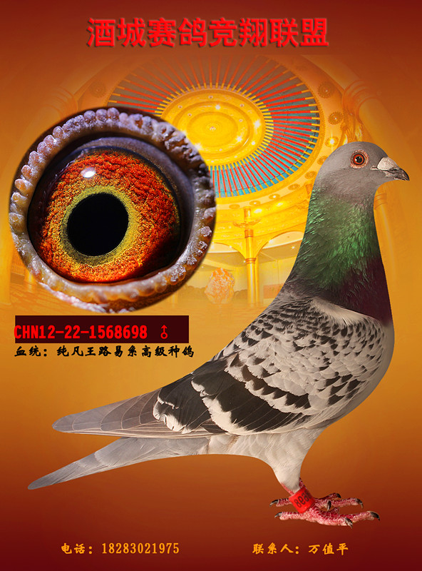纯凡王路易高级种鸽698!_酒城赛鸽竞翔联盟_