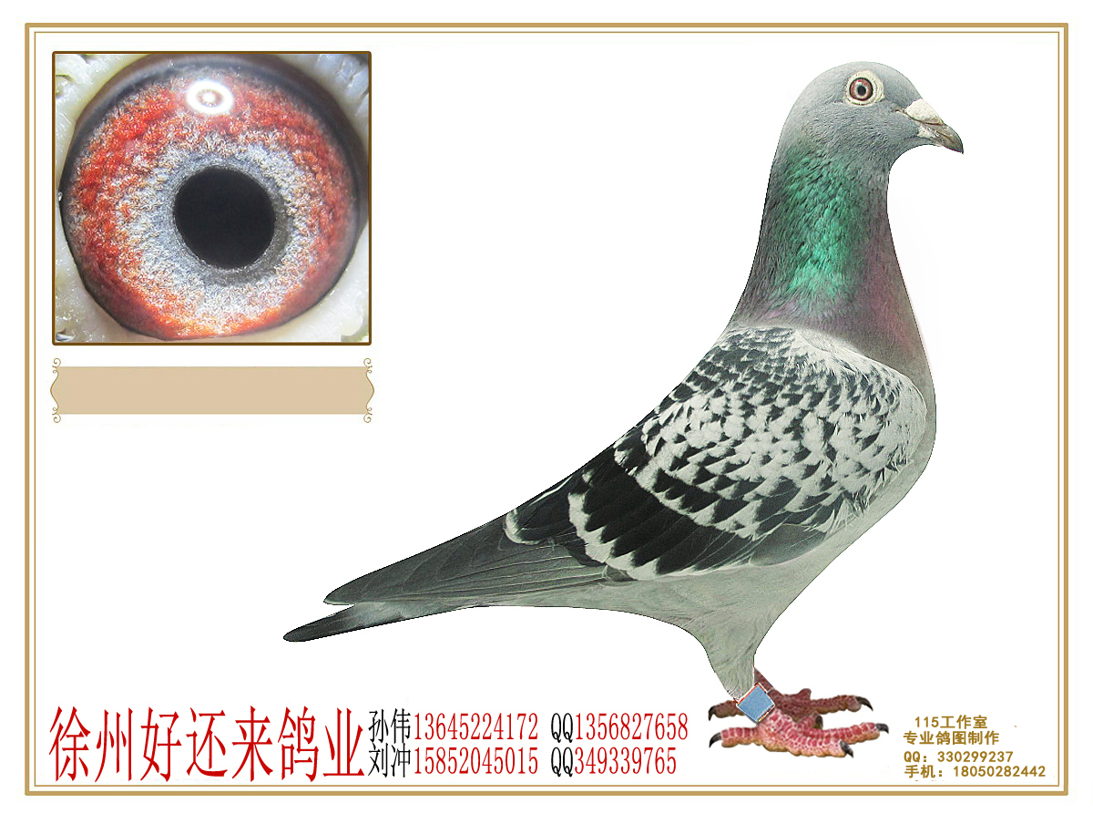 麦克斯_江苏好还来鸽业_ ag188.com爱鸽商城_中国信鸽