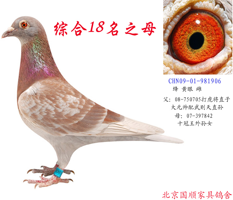 东方不败第三代综合18名之母_北京国顺家俱鸽舍-中信