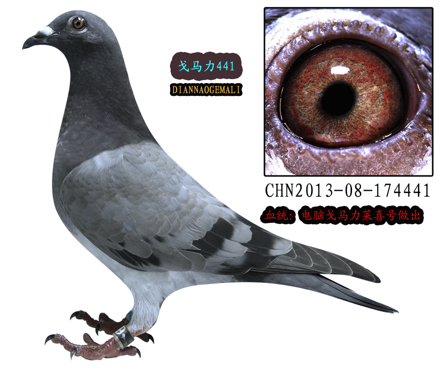 电脑戈马力原舍种鸽近亲做出_大庆飞雪鸽舍_