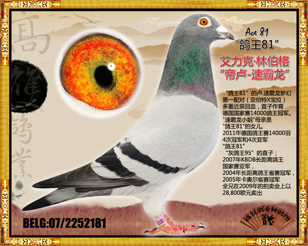 (灰鸽王直子)鸽王81