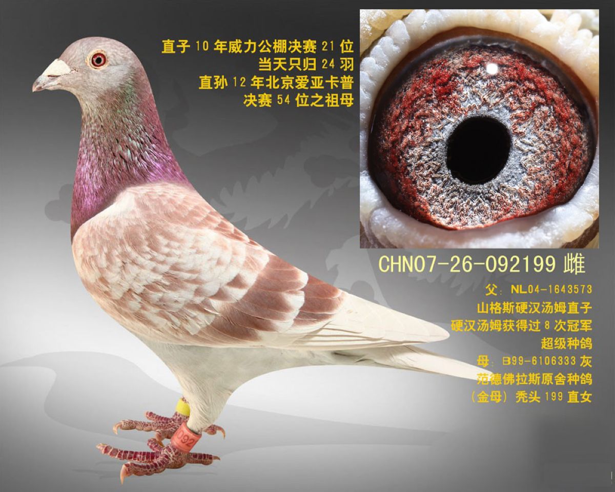 【红宝石】