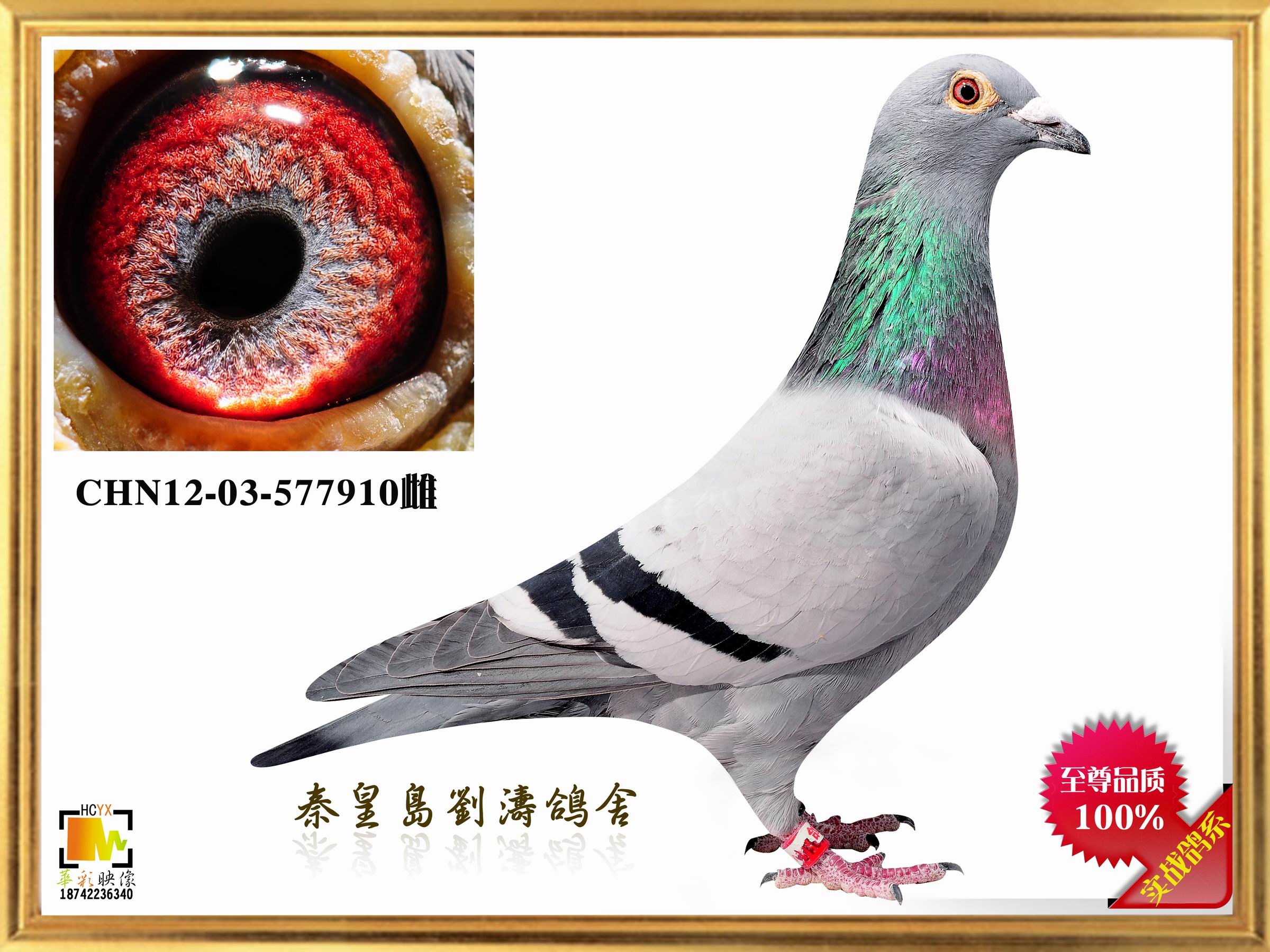 2012ػʍu蹫Qِ31