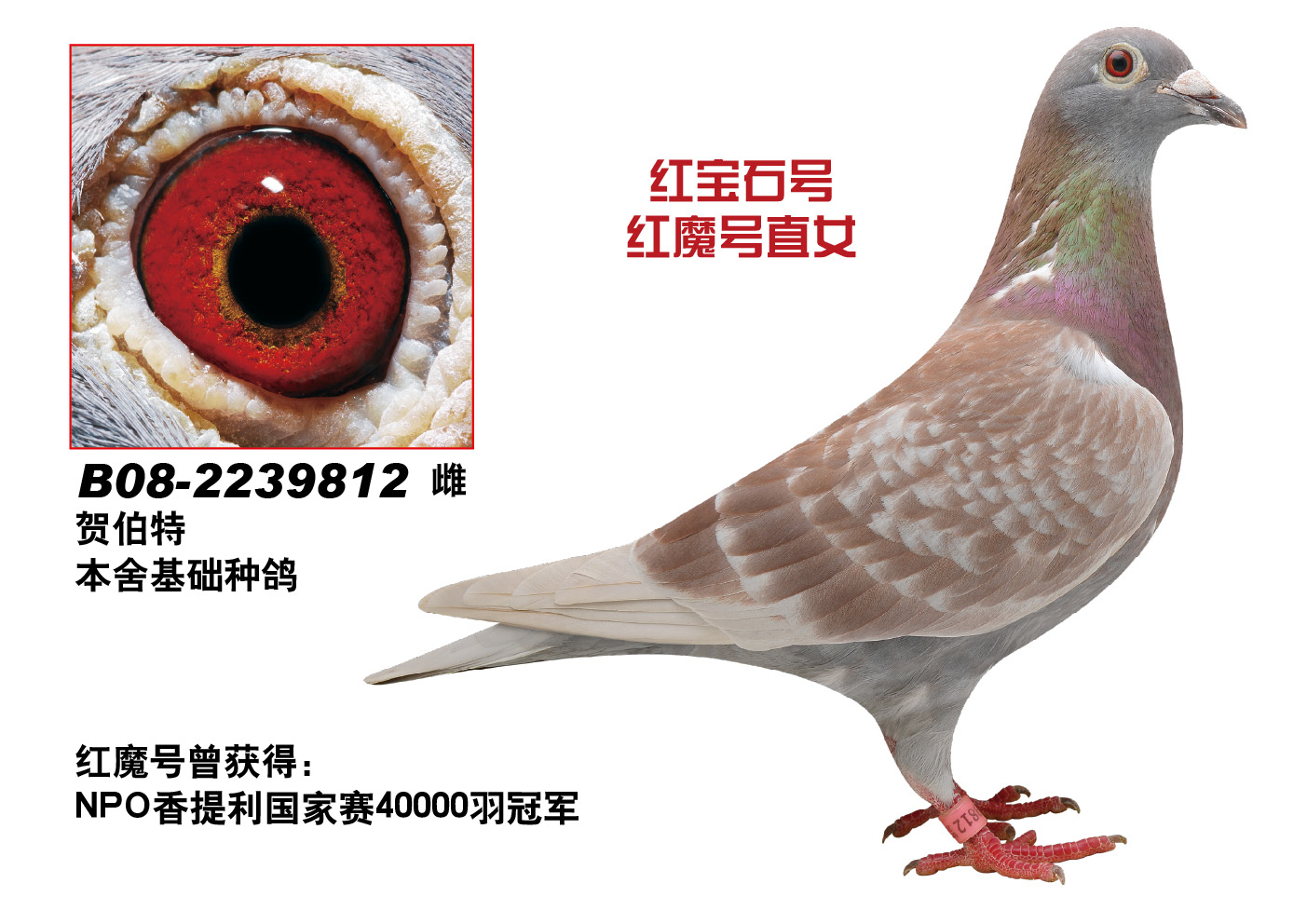 红宝石
