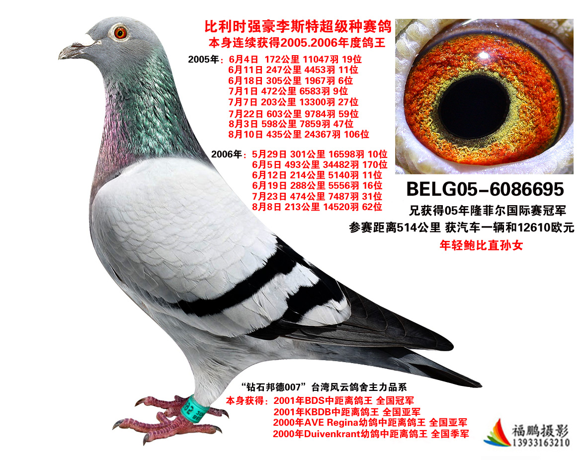钻石鸽王-李斯特_福鹏鸽业_ag188.com爱鸽商城_中国信鸽信息网