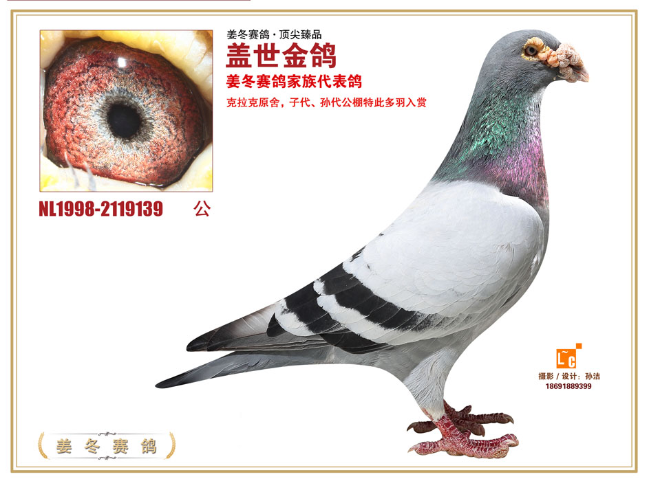 {世界信鸽名家排名}.