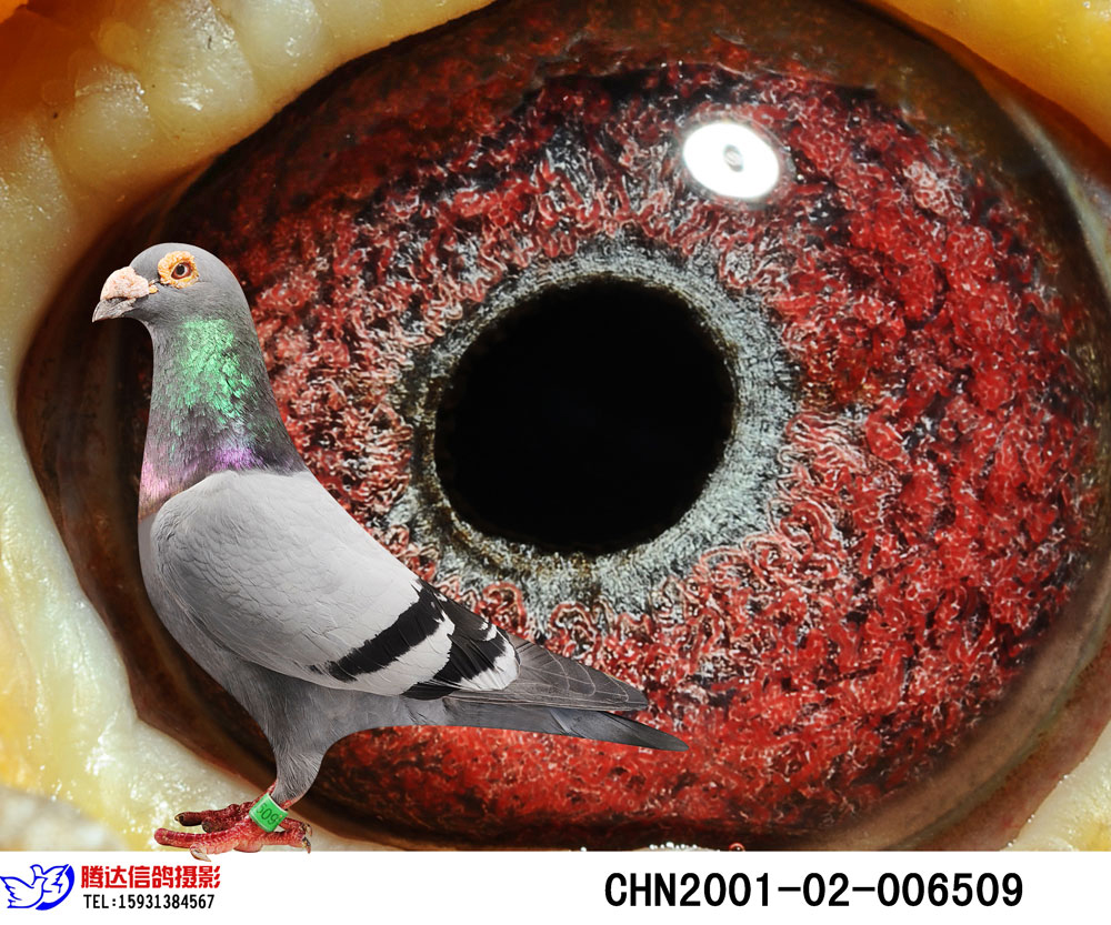 林波尔 奇迹32直系种鸽_中鸽-联盟鸽业-中信网