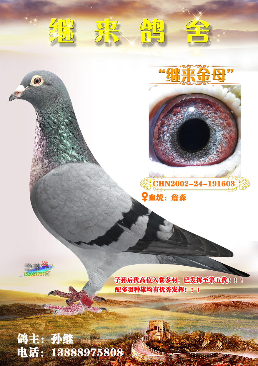 继来金母_云南昆明继来鸽舍-中信网爱鸽商城