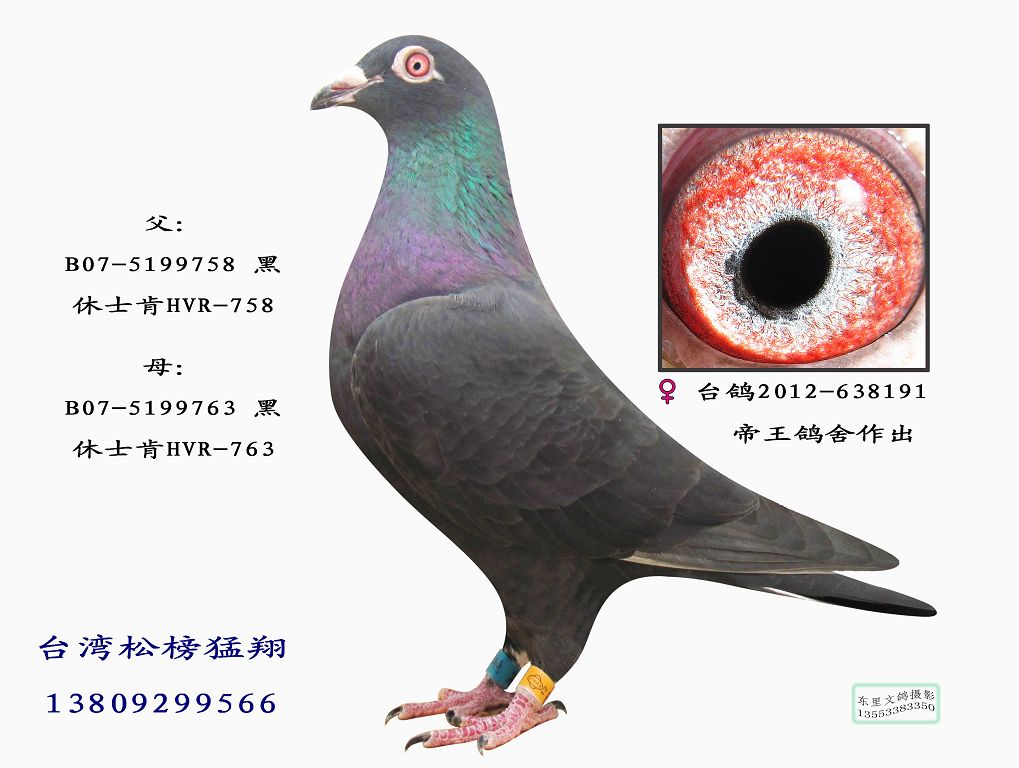 638191_台湾松榜猛翔鸽业 _ ag188.com爱鸽商城_中国信鸽信息网