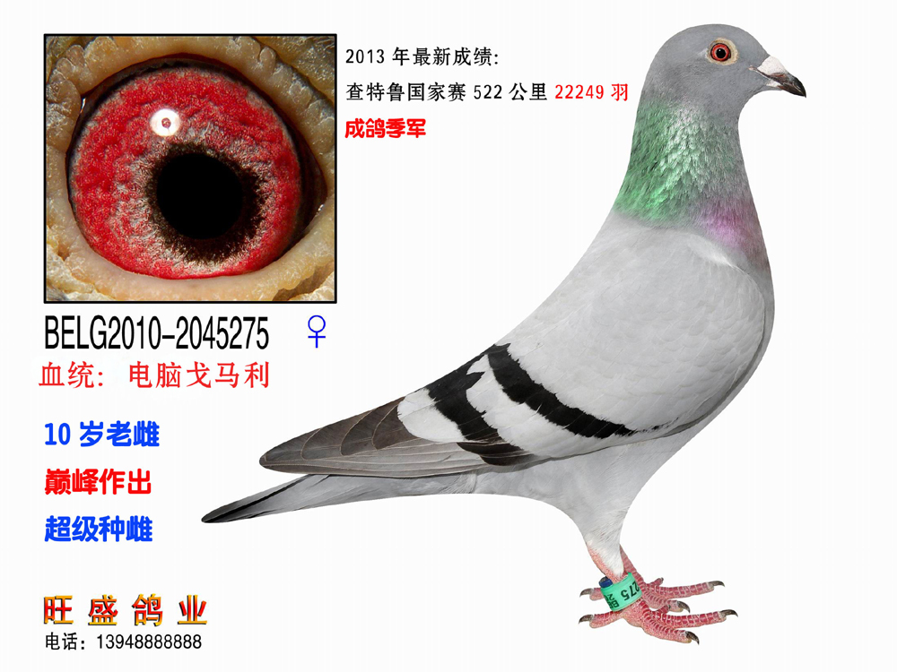 中国旺盛鸽业基础种鸽