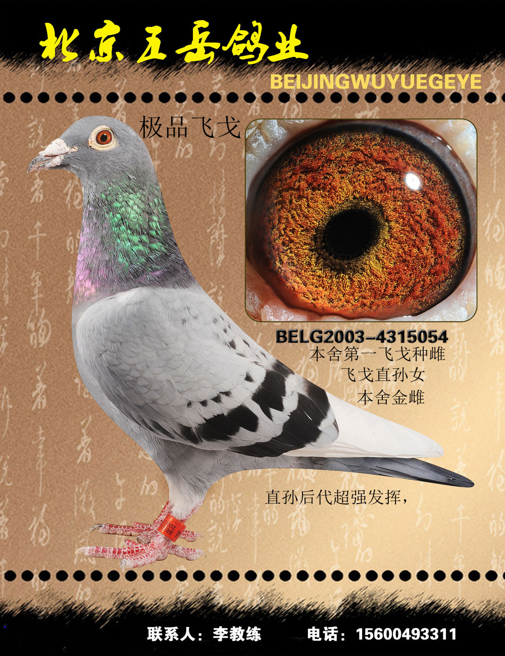 飞戈