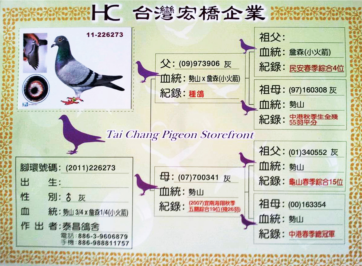 势山詹森-81_台湾宏桥企业-中信网爱鸽商城