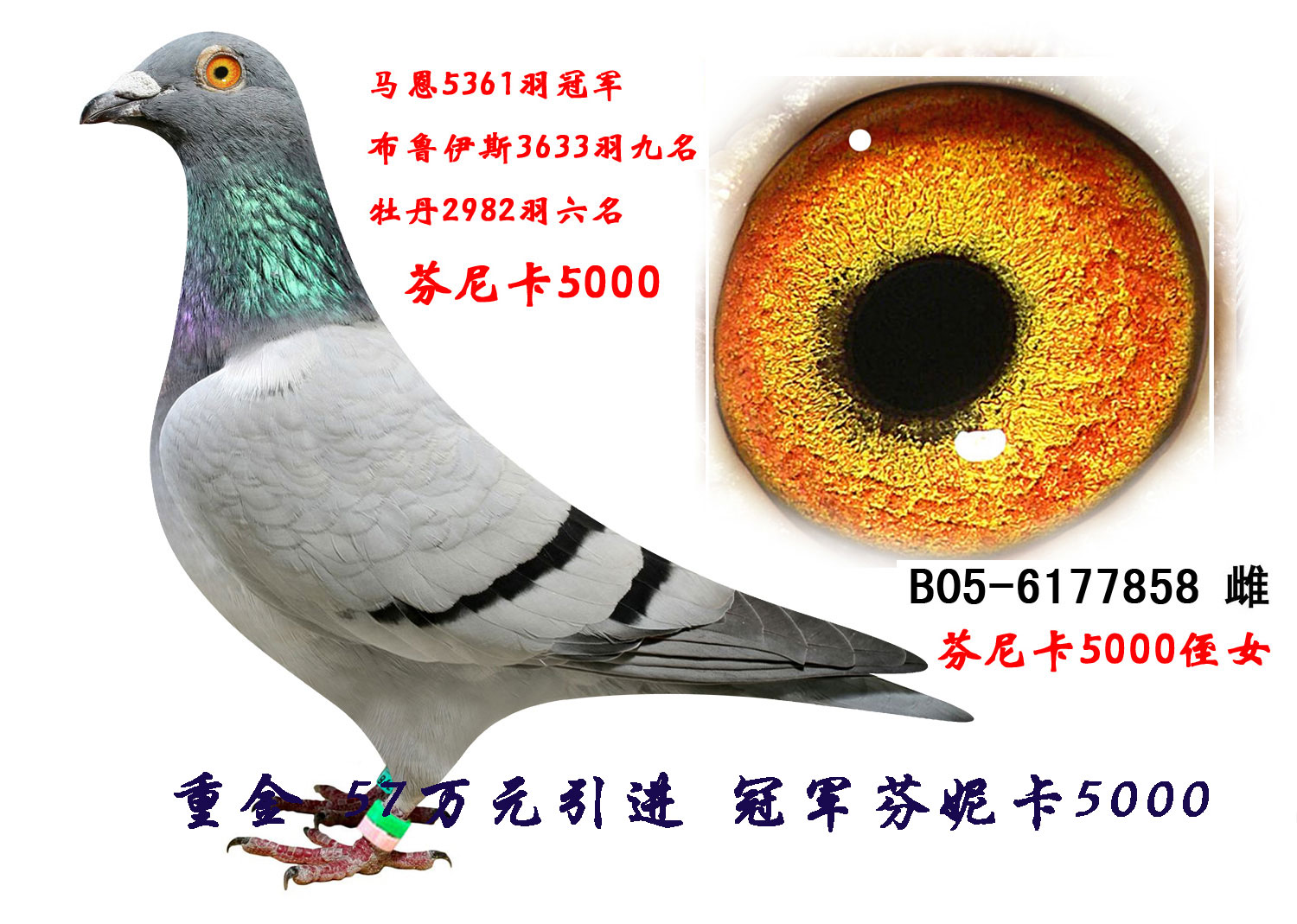 冠军芬妮卡5000_鑫鑫鸽业 _ ag188.com爱鸽商城_中国信鸽信息网