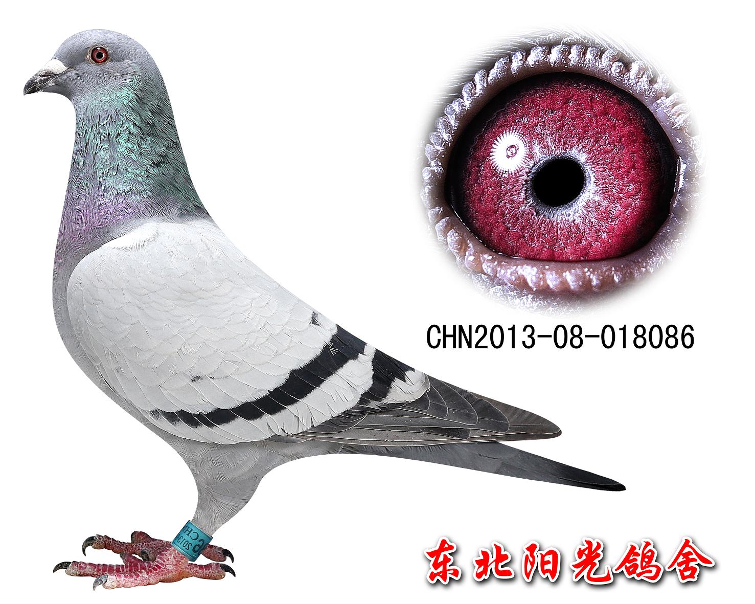 <em>086</em>_东北阳光鸽舍-中信网爱鸽商城