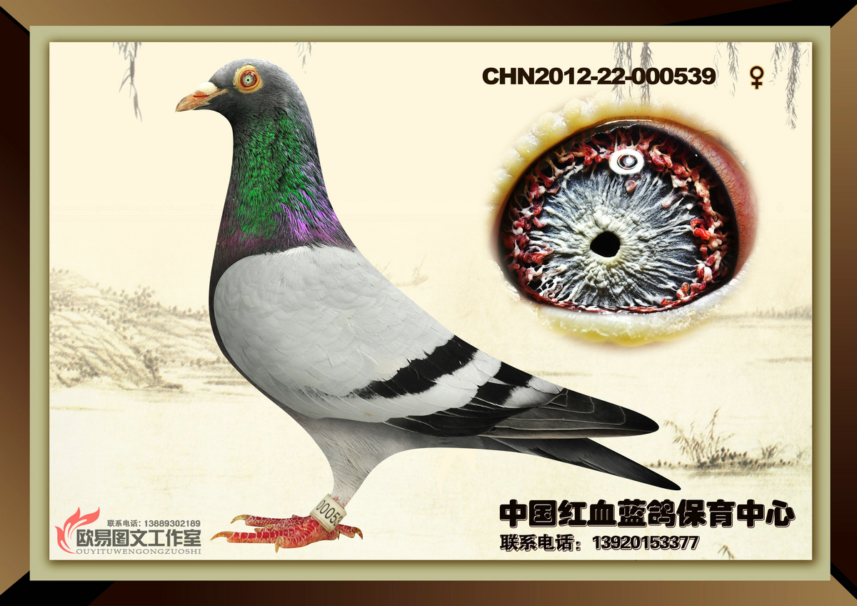 chn12-22-000539_中国红血蓝鸽保育中心_ ag