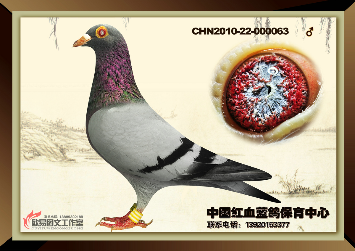 chn10-22-000063_中国红血蓝鸽保育中心-中信