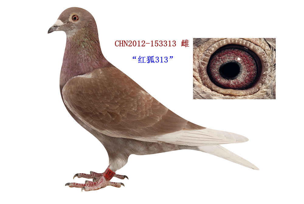 红狐纹身内容图片分享