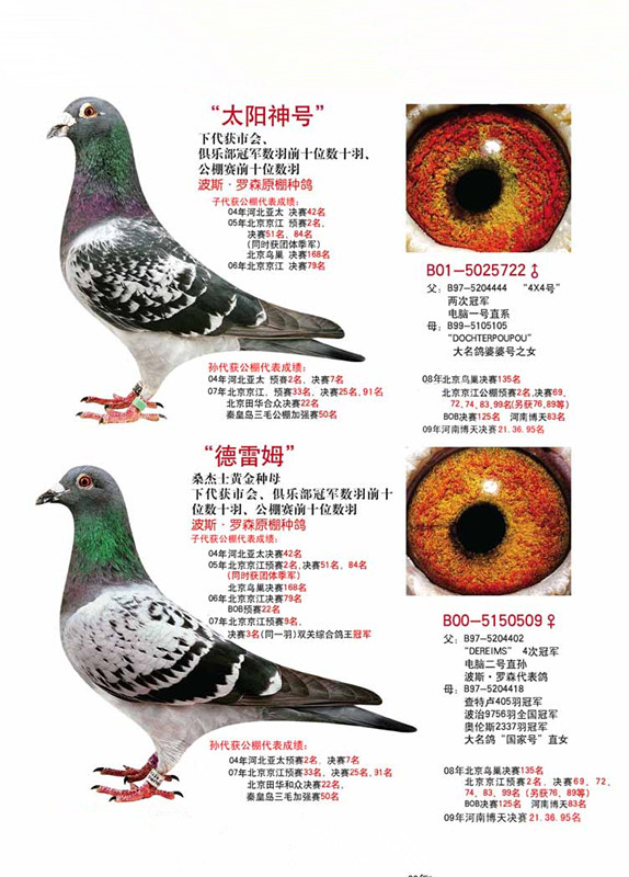 罗森波斯
