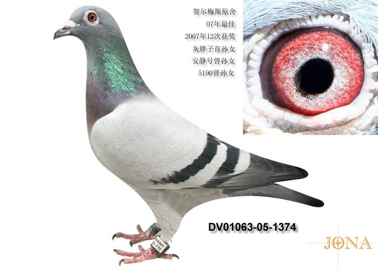 R÷˹ԭֱOŮ
