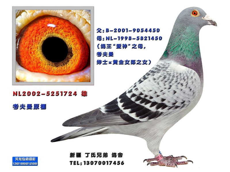 性 别:             雄                         目 录:  考夫曼原环