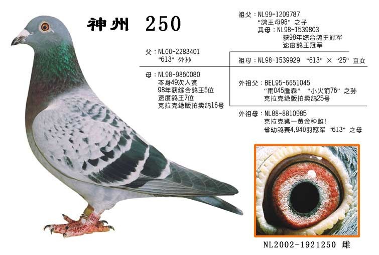 克拉克黄金85母曾孙 绝版85号