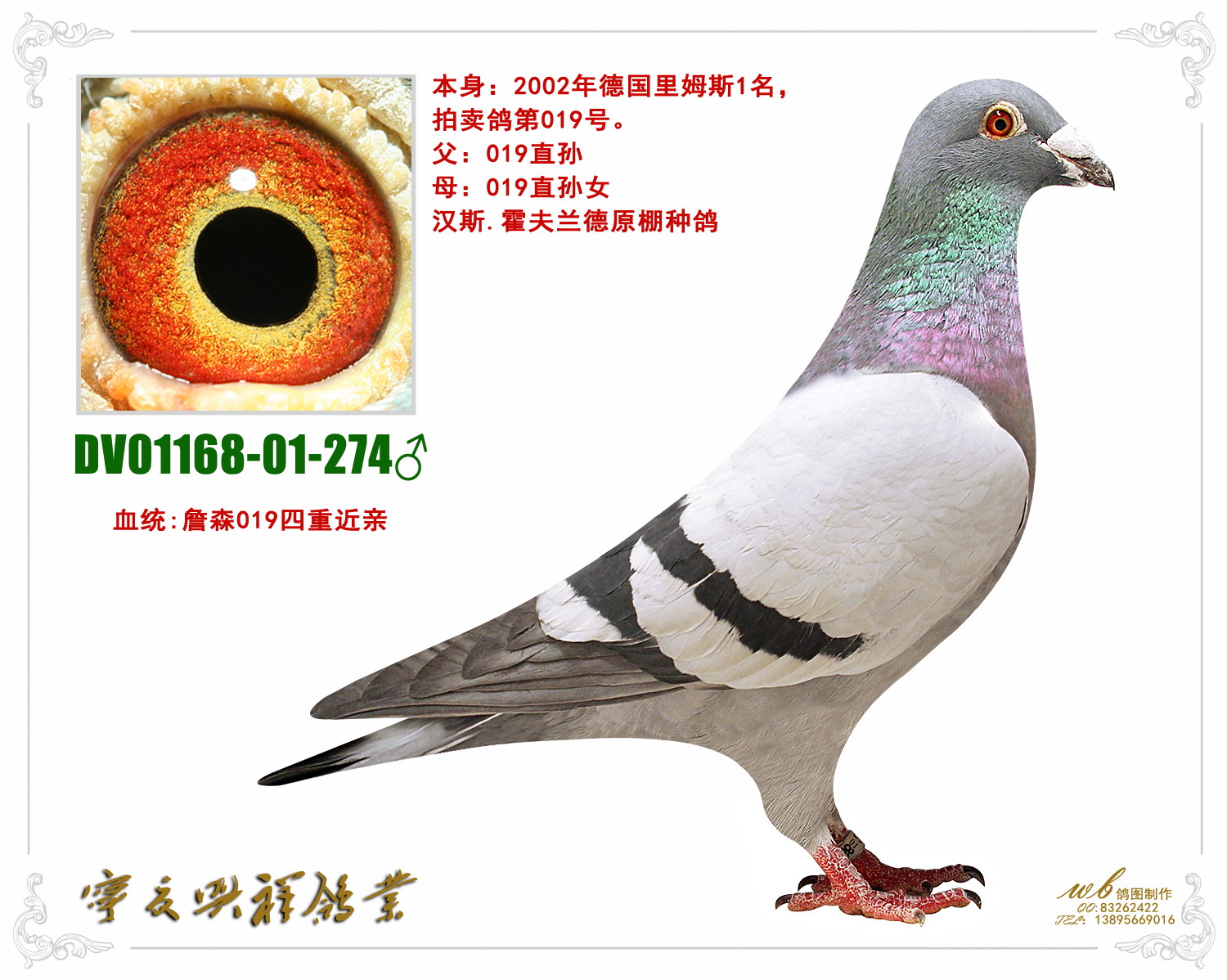 兴祥詹森274_宁夏兴祥鸽业_ag188.com爱鸽商城_中国