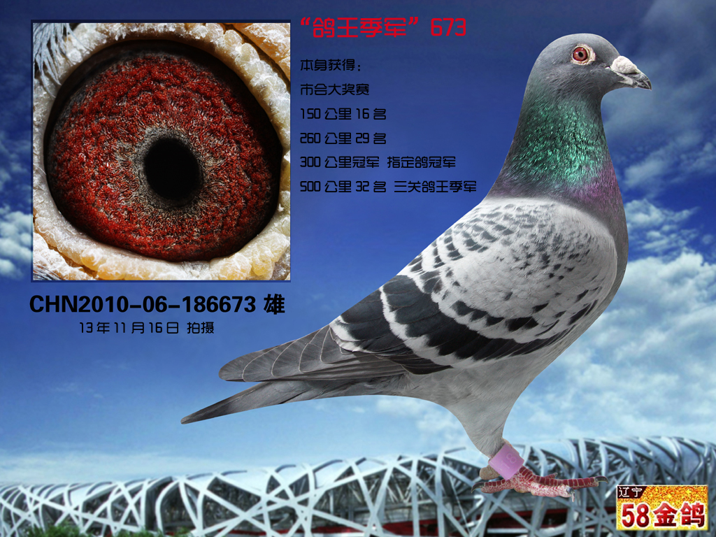 ◆杨迪汉“鸽王季军”300冠军♂