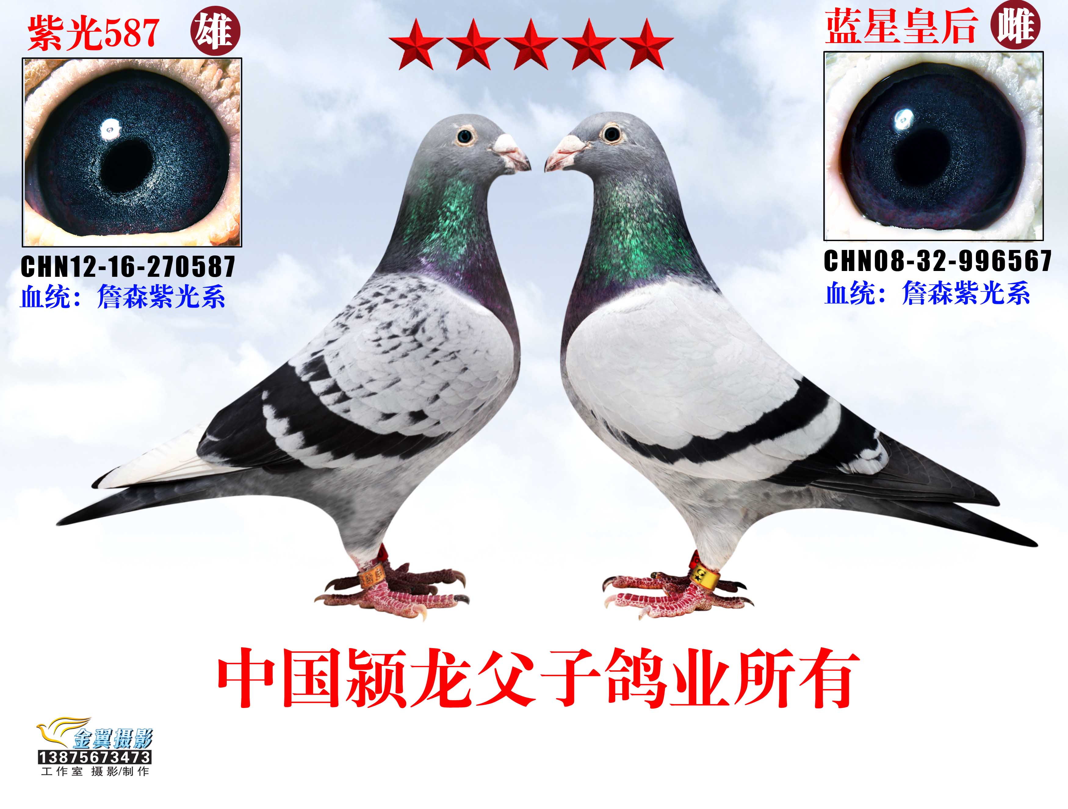 詹森紫光系第第三配对
