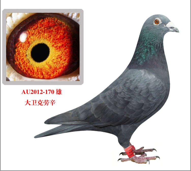 ˄