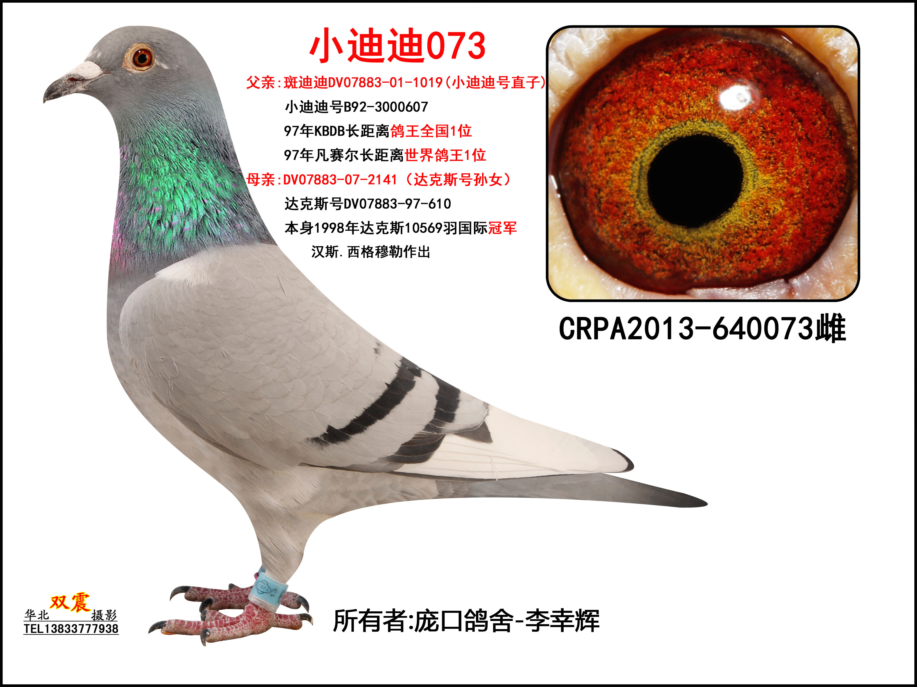 小迪迪073_庞口鸽舍_ ag188.com爱鸽商城_中国信鸽信息网