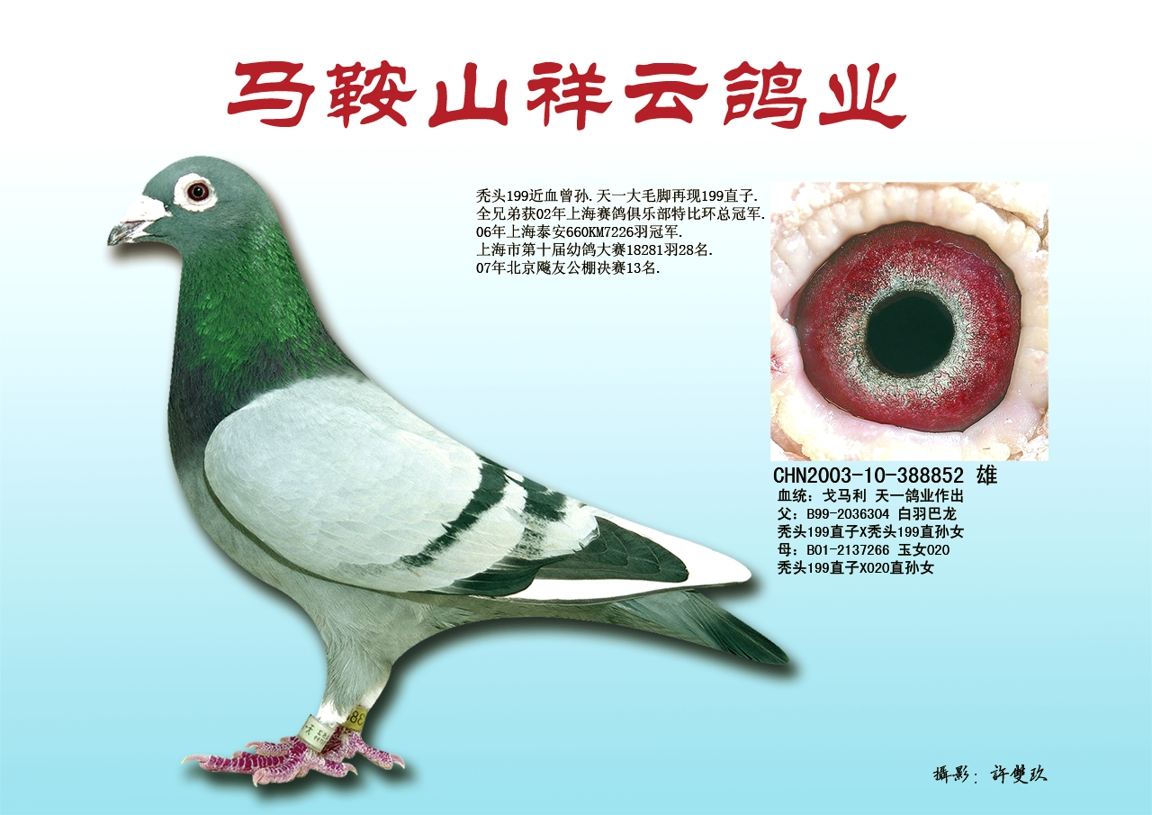戈马力大毛脚直子:戈马力852