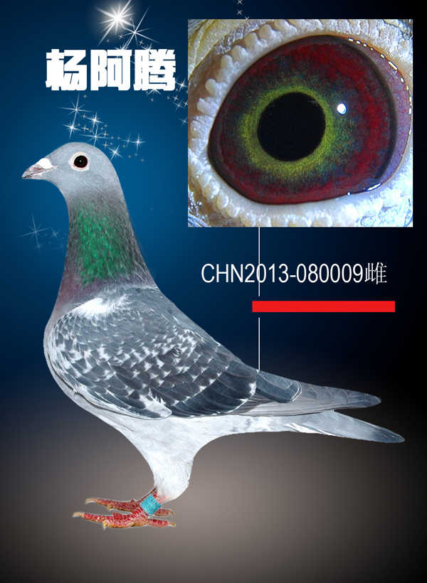 米歇尔 贝克 杨阿腾_卓凡鸽舍-中信网爱鸽商城