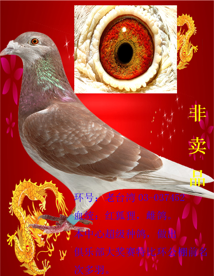 信鸽特征