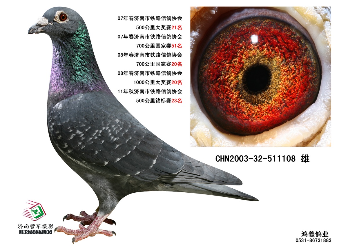 500公里-1000公里次获奖_济南鸿义鸽业-中信