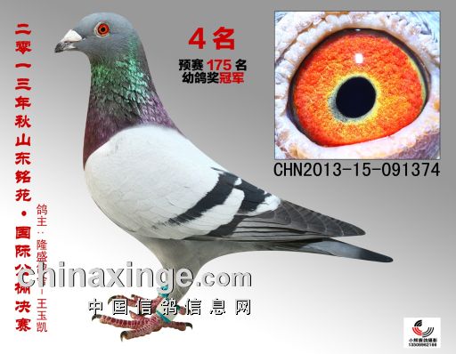 �����׸�ھ�����