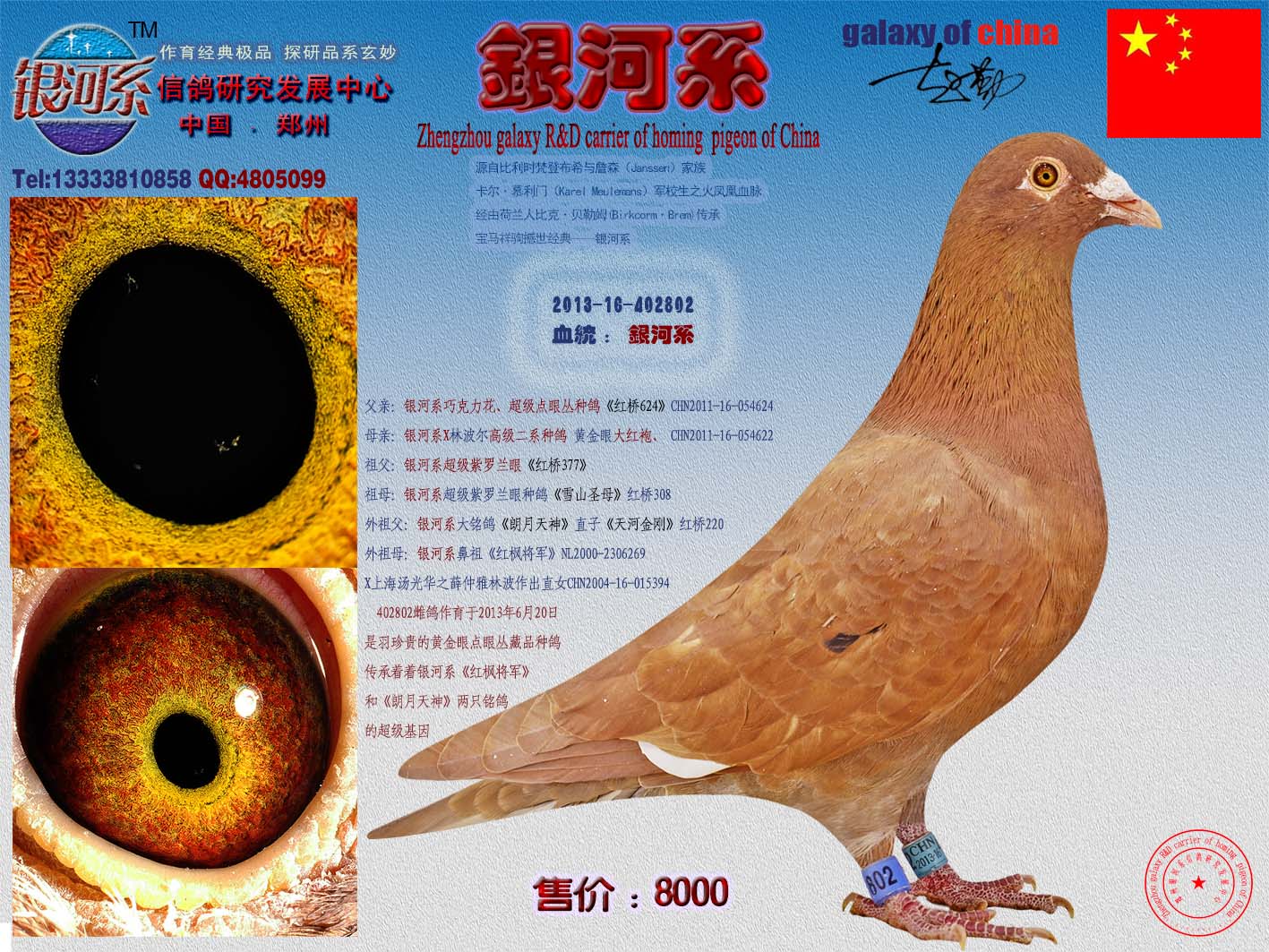鹦鹉鸽动物鸟类图示鸟鸽子1417_1063教学鱼v鹦鹉图片