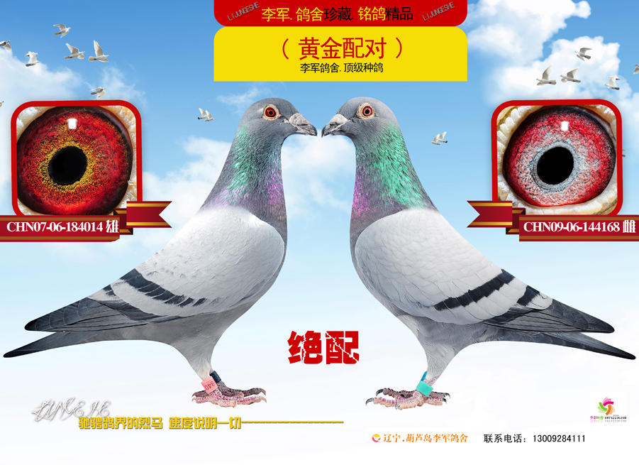 本鸽舍黄金配对