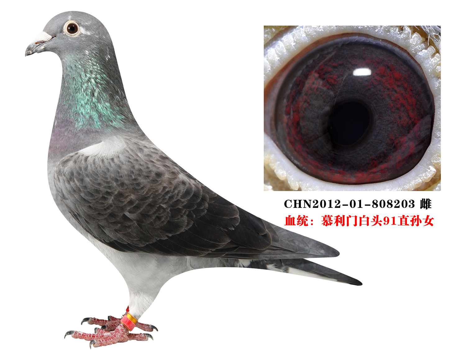 信鸽特征
