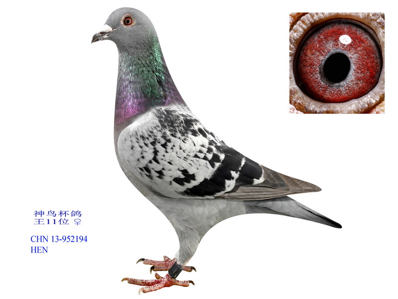 BP(gun)11λ