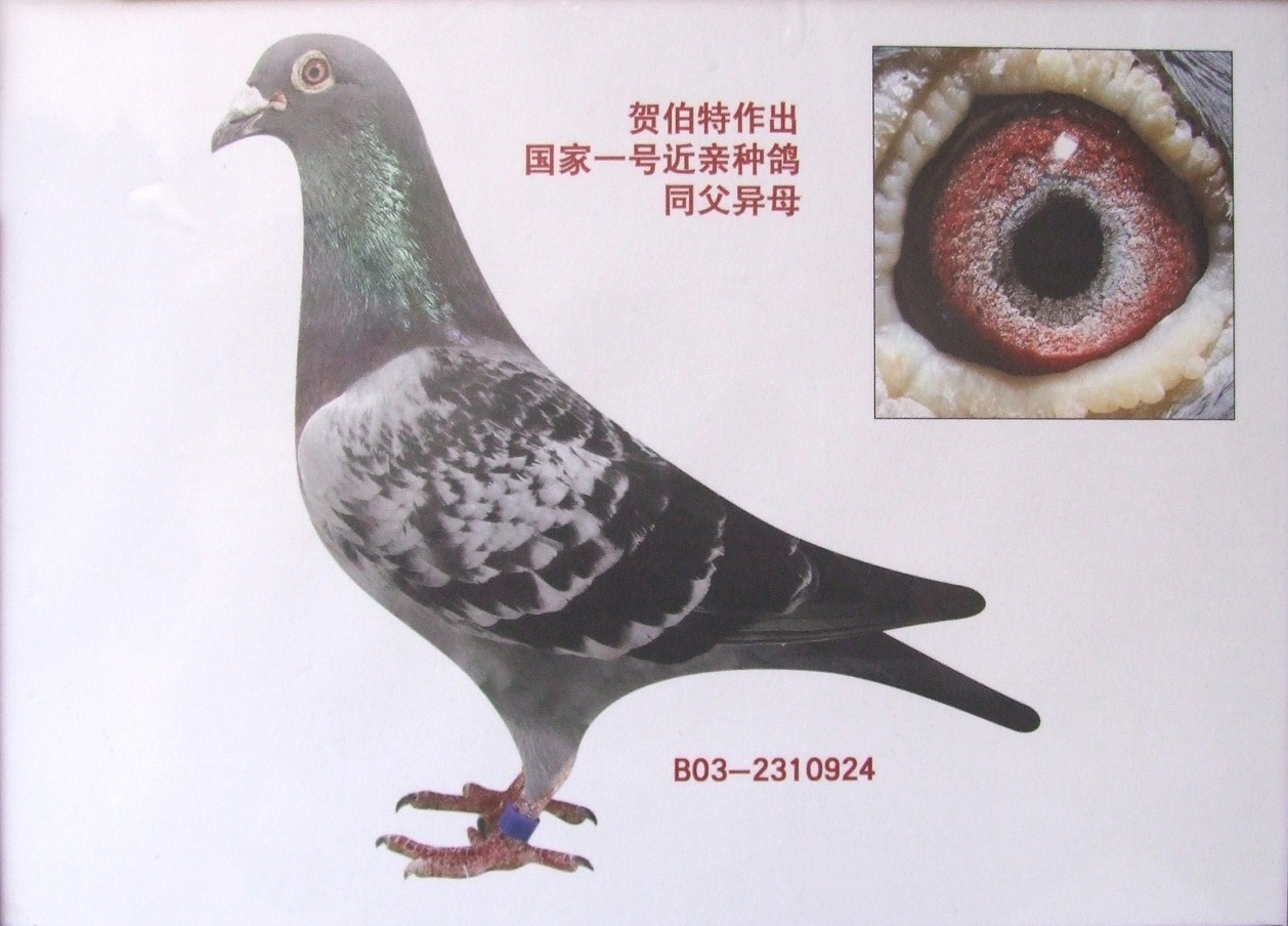 国家一号原环_北京李明亮鸽舍-中信网爱鸽商城