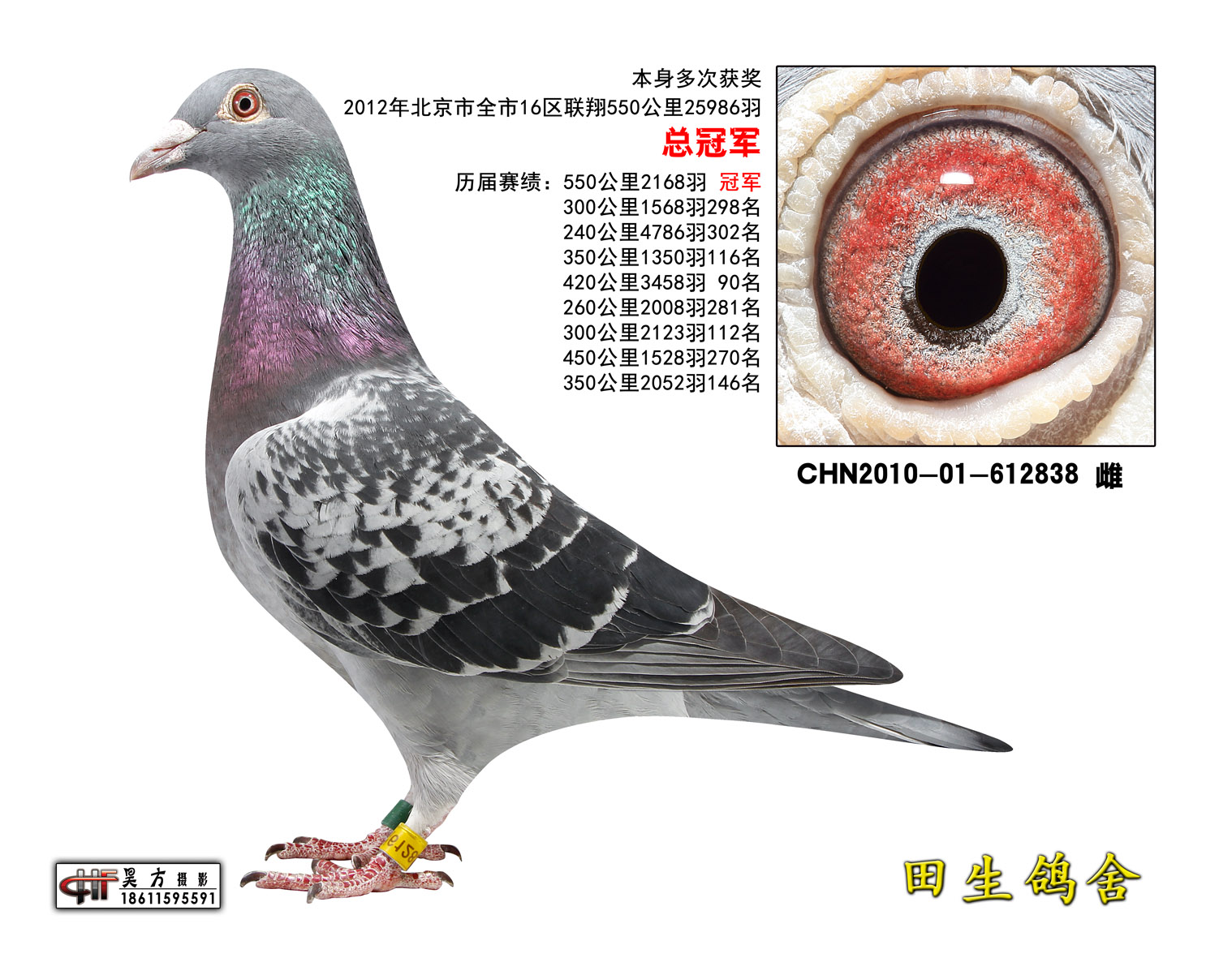 chn2010-01-612838_田生兄弟鸽舍-中信网爱鸽商城