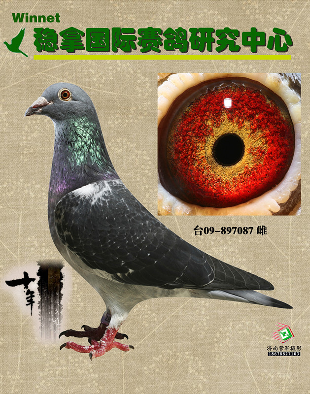 稳拿马克罗森斯_山东稳拿_ag188.com爱鸽商城_中国