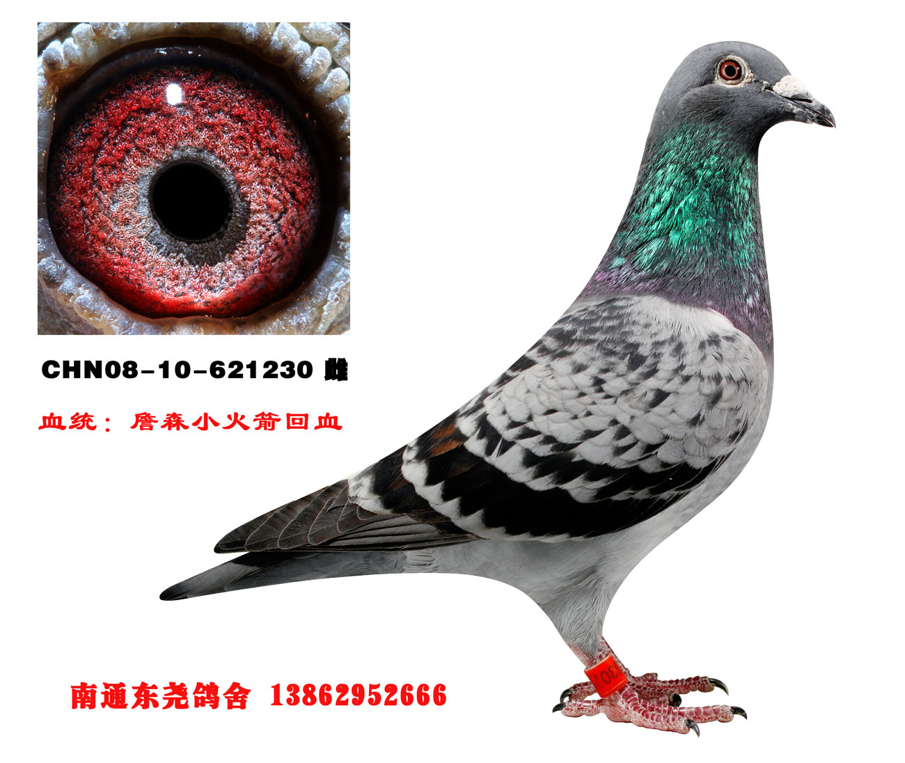 詹森小火箭回血_南通东尧鸽舍_ ag188.com爱鸽商城_中国信鸽信息网