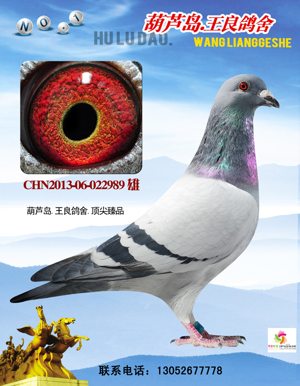 (˹XӢ(gu)Ů)X(gu)Ҷ̖(ho)ۣ