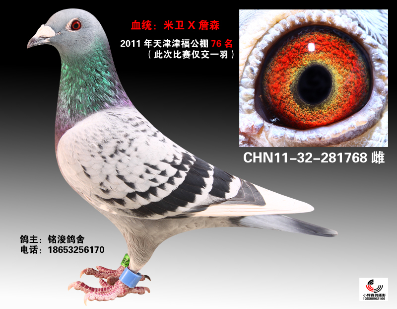 米卫之百发百中_青岛铭浚鸽业_ag188.com爱鸽商城_中国信鸽信息网