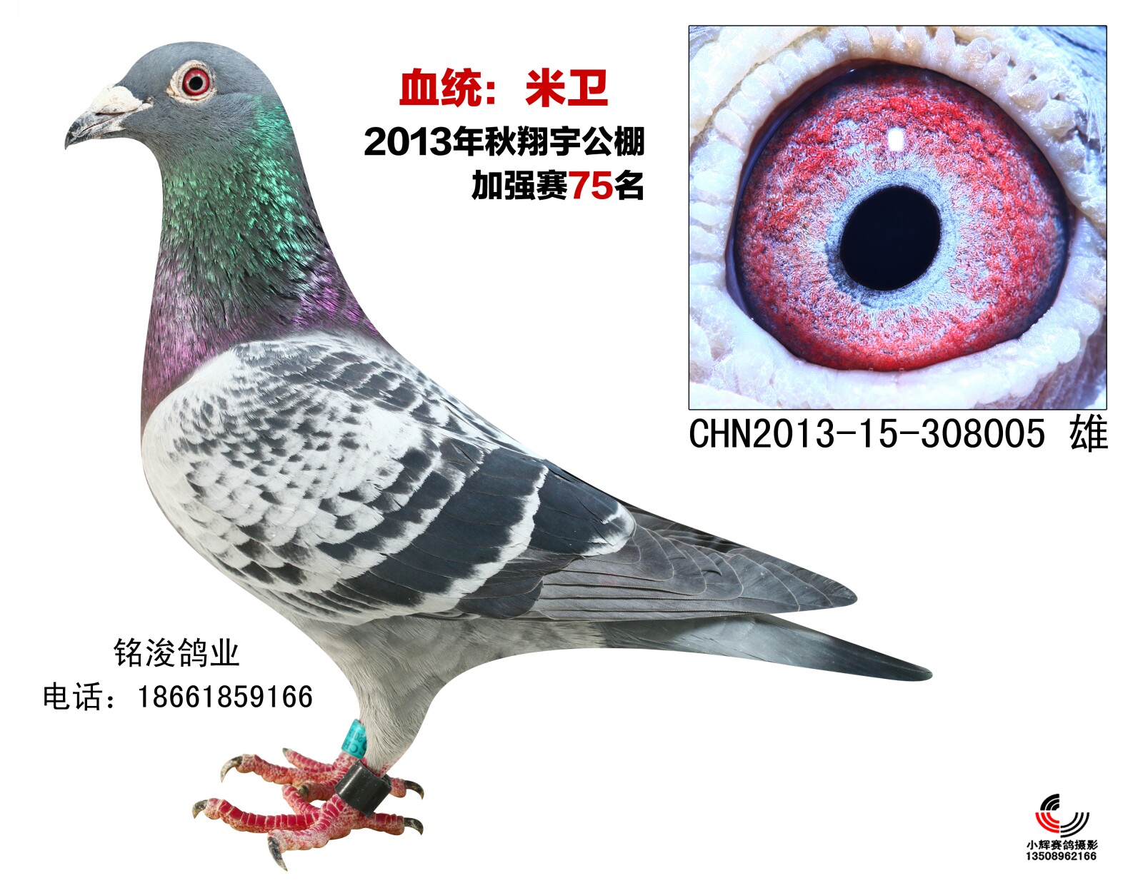 米卫_青岛铭浚鸽业_ag188.com爱鸽商城_中国信鸽信息网