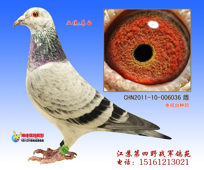 信鸽特征